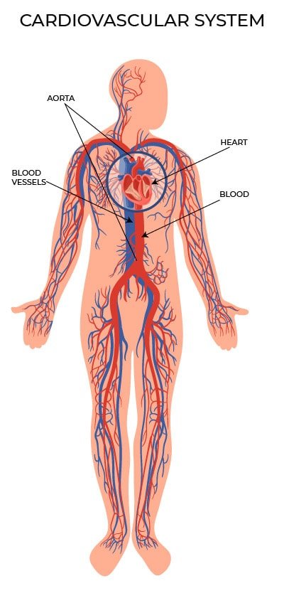 Cardiovascular System Anatomy and Physiology