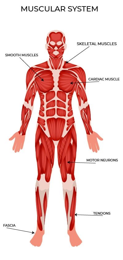 Muscular System Anatomy and Physiology