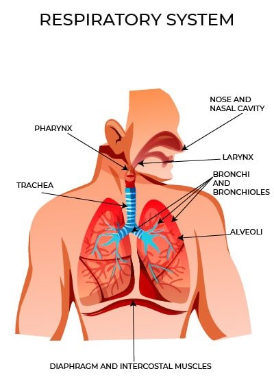 Respiratory System Anatomy and Physiology