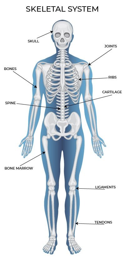 Skeletal System Anatomy and Physiology