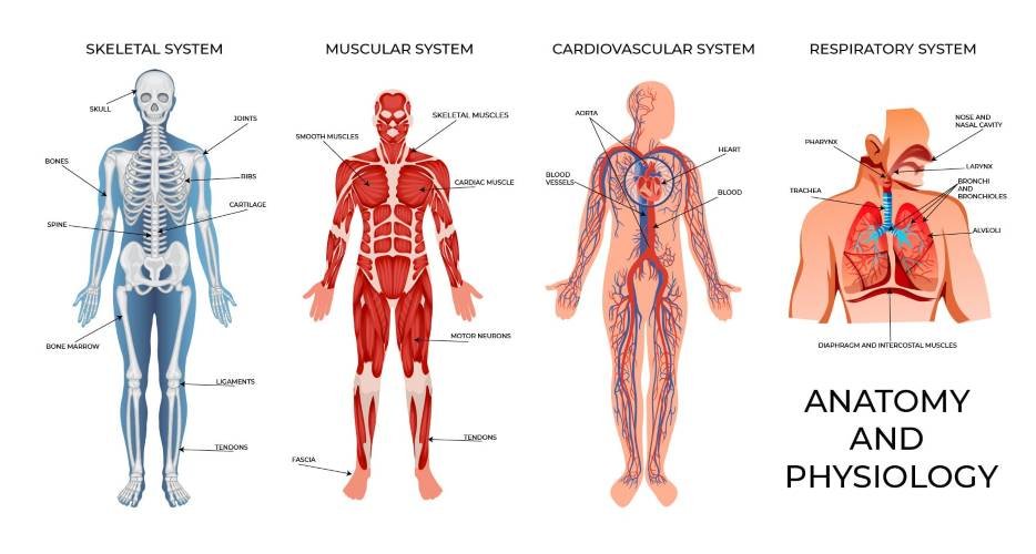 Anatomy and Physiology